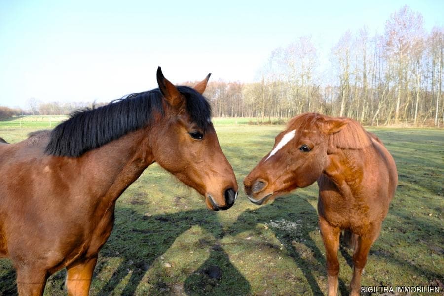 Bild Nr. 21 vom Expose